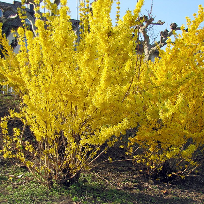 Forsythia Spectabilis - Chinees klokje (Plant habit)