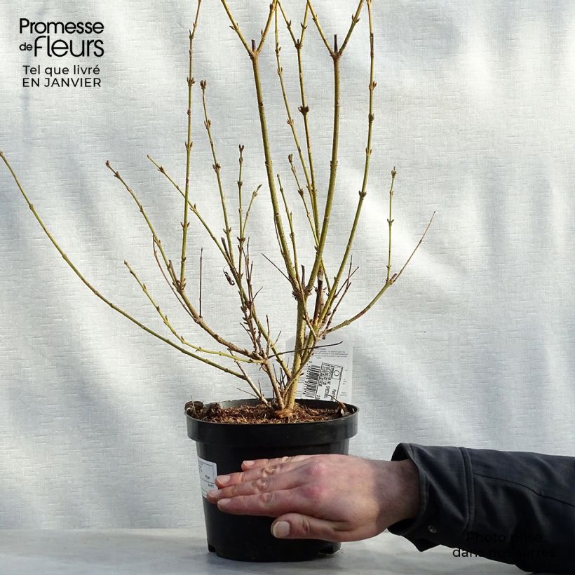 Example of Forsythia Spectabilis - Chinees klokje Pot van 2 l/3 l as you get in hiver