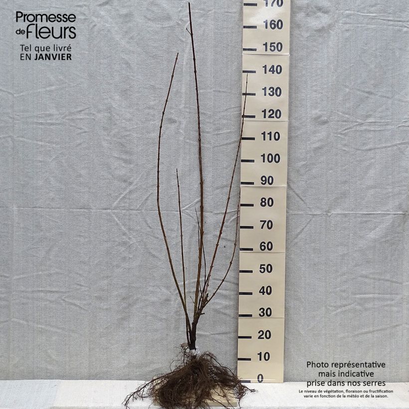 Example of Forsythia Spectabilis - Chinees klokje Naakte wortel as you get in hiver