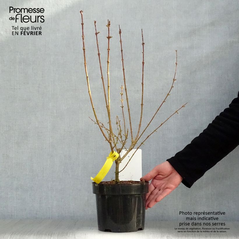 Example of Forsythia intermedia Week-end - Mimosa de Paris Pot van 2 l/3 l as you get in hiver