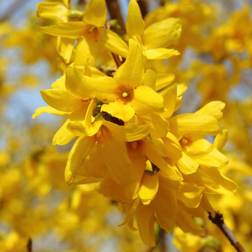 Forsythia intermedia - Chinees klokje (Bloei)