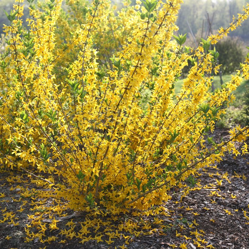 Forsythia koreana Flying Machine - Chinees klokje (Groeiplaats)
