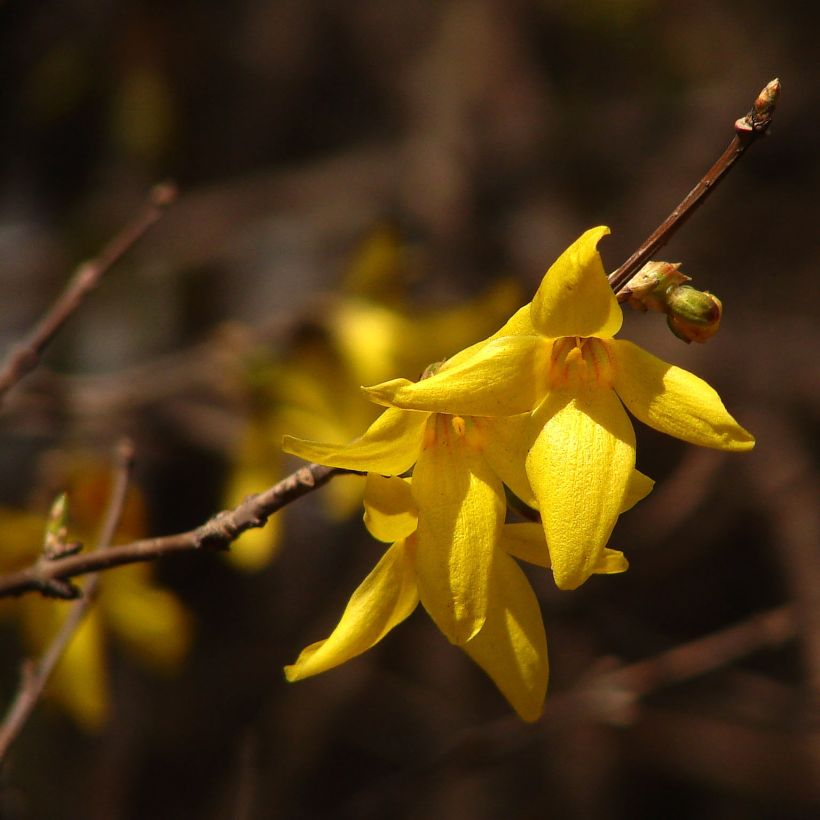 Forsythia koreana Kumsun - Chinees klokje (Flowering)