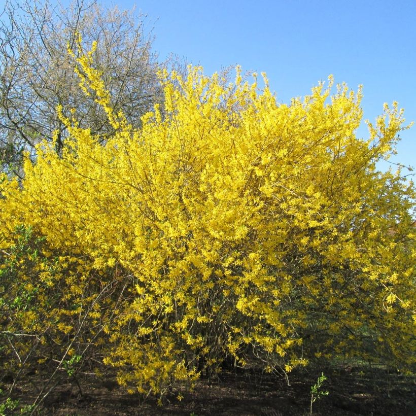 Forsythia Gold Rausch - Chinees klokje (Plant habit)