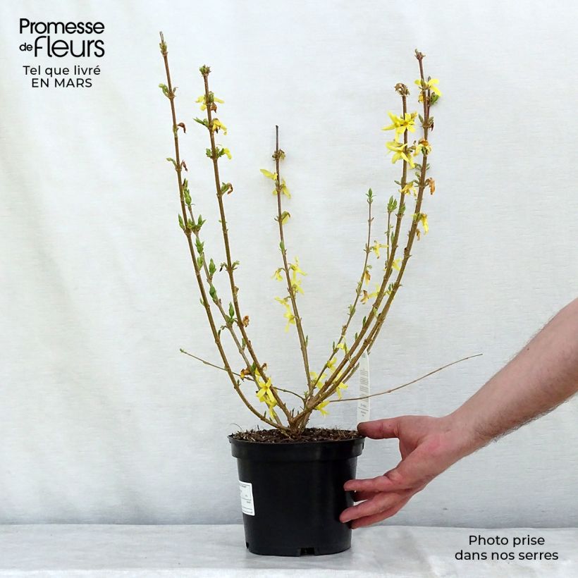 Example of Forsythia Gold Rausch - Chinees klokje Pot van 2 l/3 l as you get in hiver