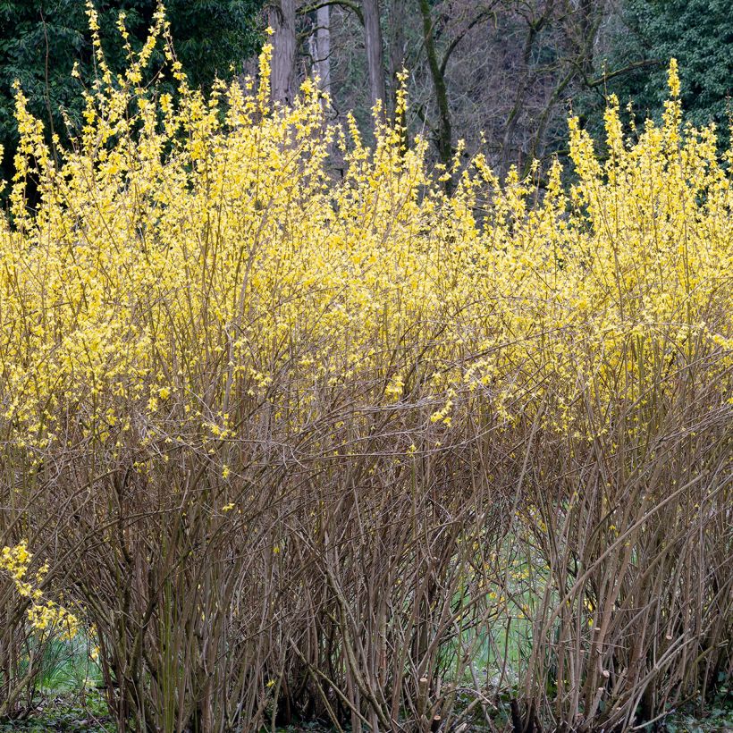 Forsythia intermedia Lynwood - Chinees klokje (Plant habit)