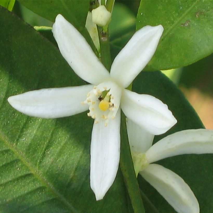Fortunella margarita - Kumquat (Flowering)