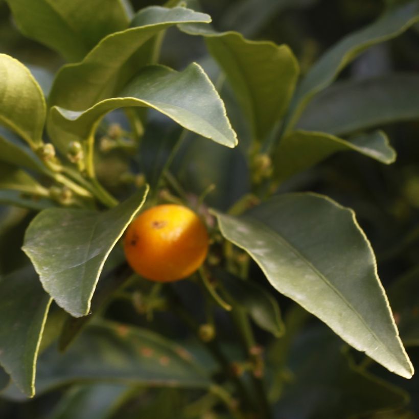 Fortunella margarita - Kumquat (Foliage)