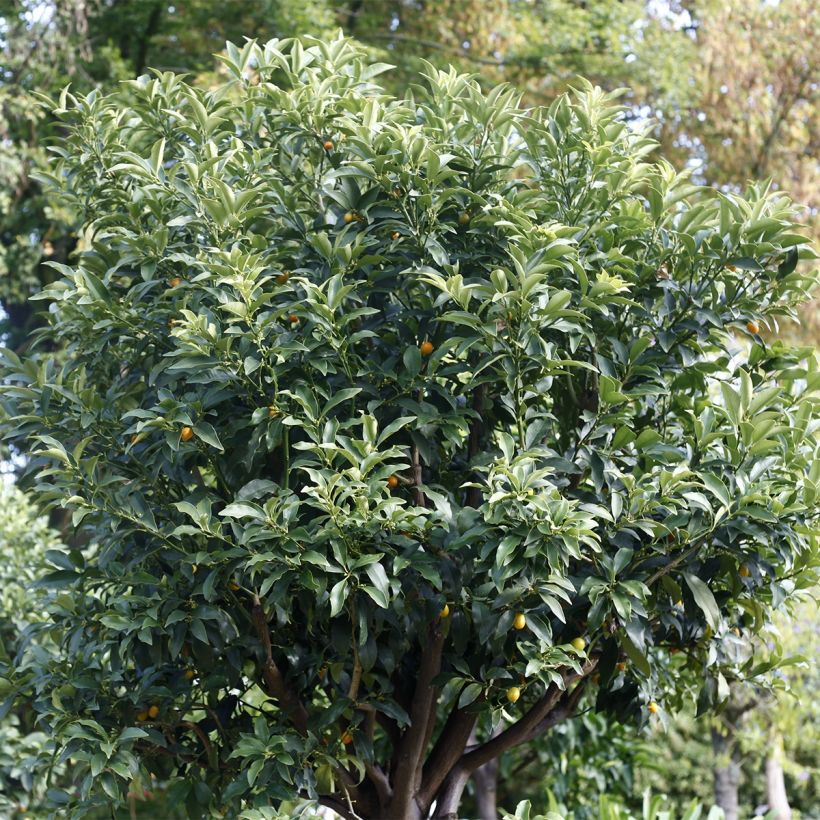 Fortunella margarita - Kumquat (Plant habit)