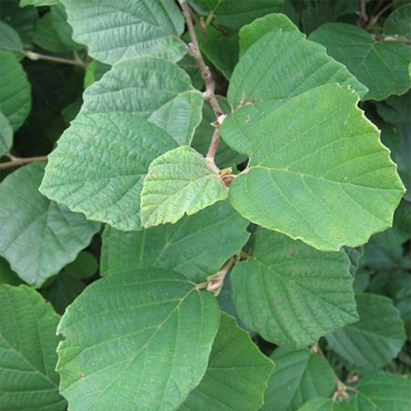 Fothergilla gardenii - Lampenpoetsersstruik (Foliage)