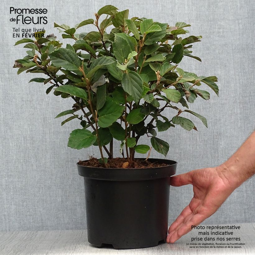 Exemplaar van Fothergilla gardenii - Lampenpoetsersstruik Pot van 3 l/4 l zoals geleverd in de herfst
