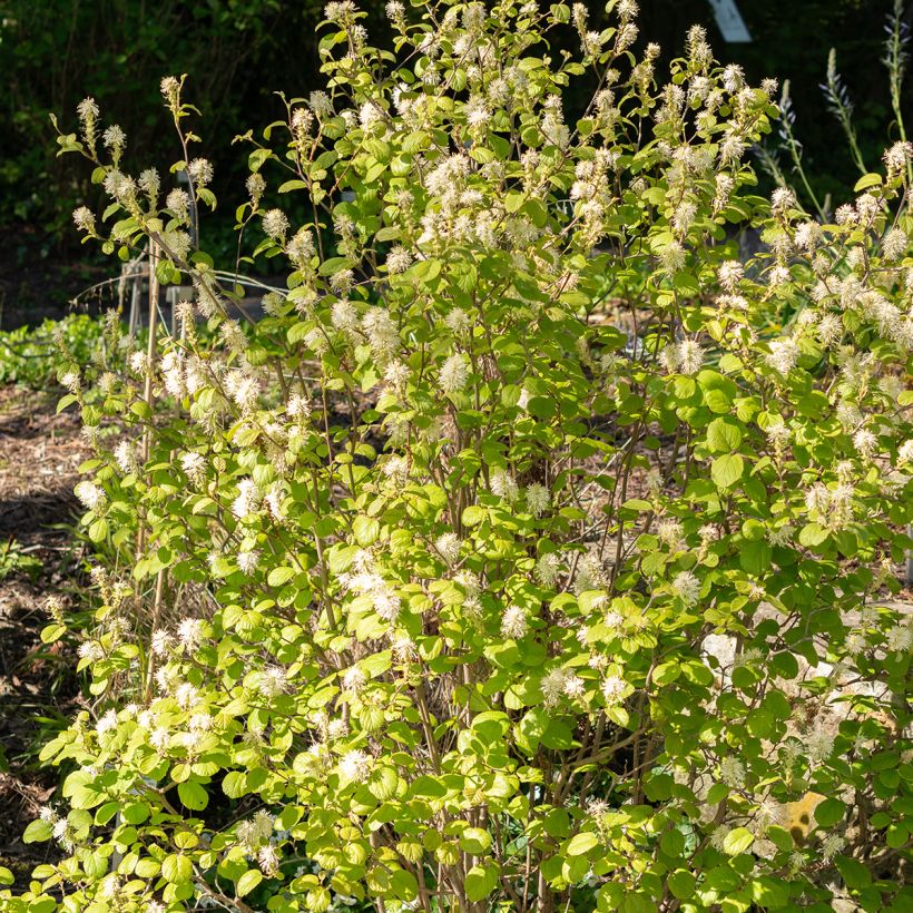 Fothergilla gardenii - Lampenpoetsersstruik (Plant habit)
