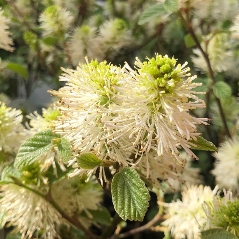 Fothergilla gardenii - Lampenpoetsersstruik (Flowering)