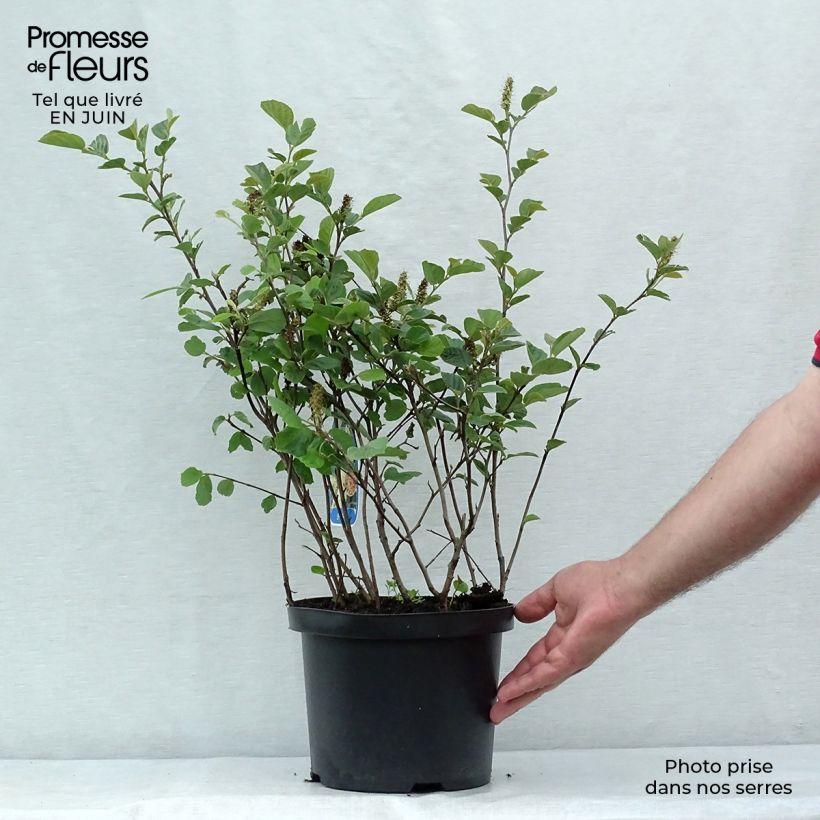 Exemplaar van Fothergilla gardenii - Lampenpoetsersstruik Pot van 3 l/4 l zoals geleverd in de zomer