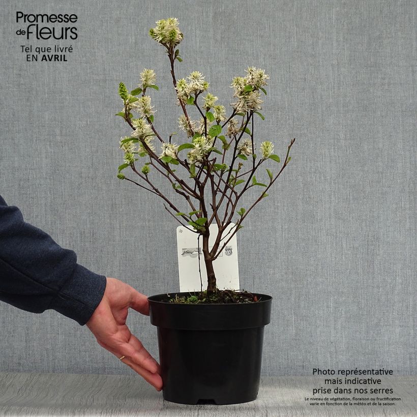 Exemplaar van Fothergilla intermedia Blue Shadow - Lampenpoetsersstruik Pot van 3 l/4 l zoals geleverd in de lente