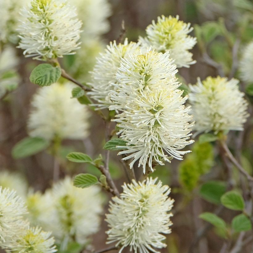 Fothergilla intermedia Blue Shadow - Lampenpoetsersstruik (Flowering)