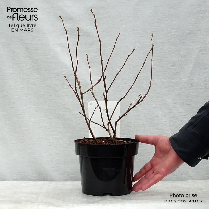 Exemplaar van Fothergilla major - Lampenpoetsersstruik Pot van 3 l/4 l zoals geleverd in de lente