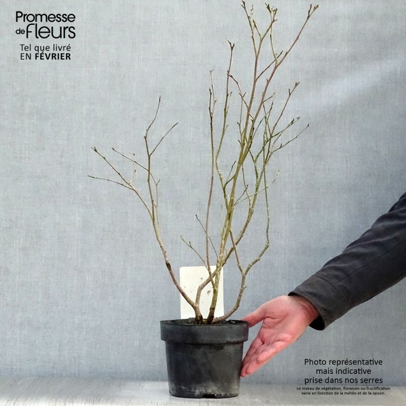 Example of Fothergilla major - Grand Fothergilla Pot van 3 l/4 l as you get in hiver