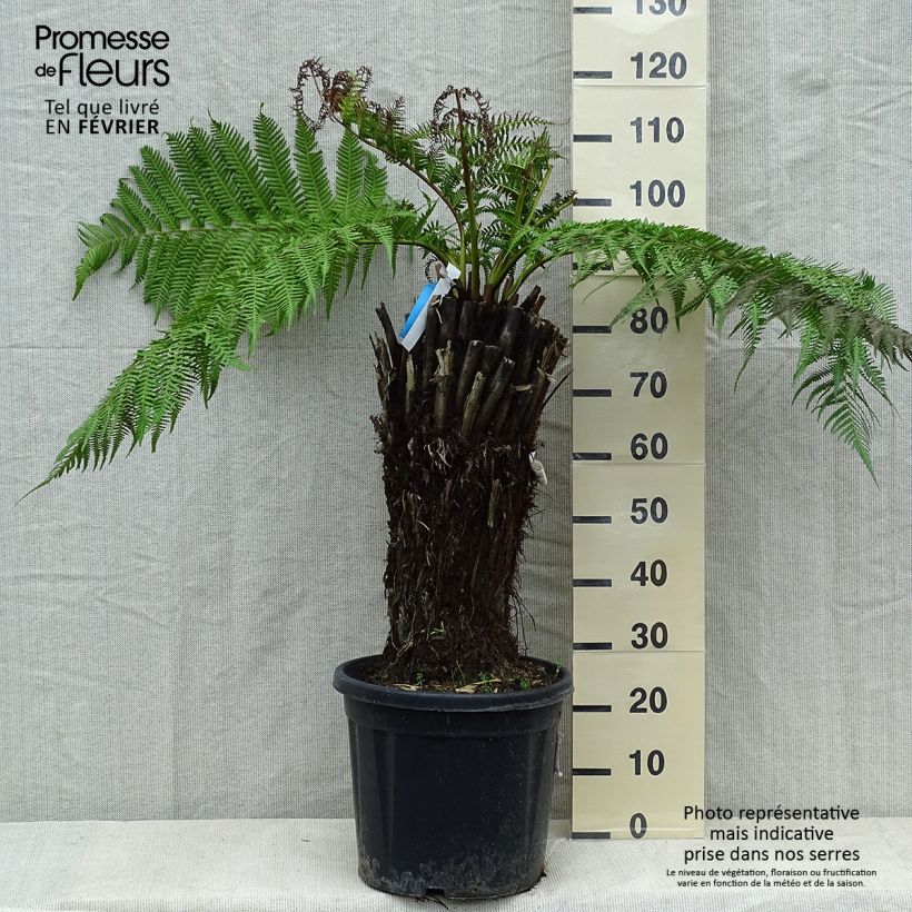 Example of Dicksonia antarctica - Tasmaanse boomvaren Pot van 18 l/20 l as you get in hiver