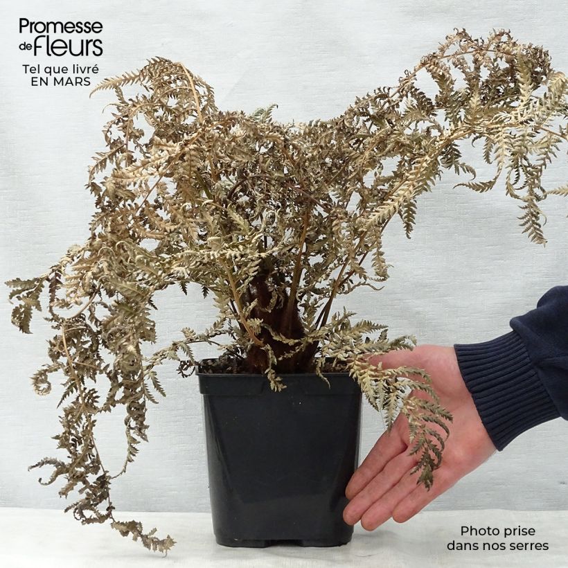 Exemplaar van Dicksonia fibrosa - Gouden boomvaren Pot van 3 l/4 l zoals geleverd in de lente