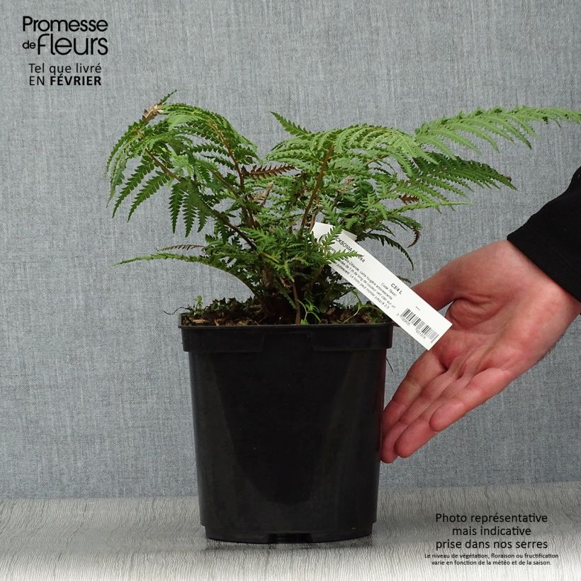 Example of Fougère arborescente - Dicksonia fibrosa Pot van 3 l/4 l as you get in hiver