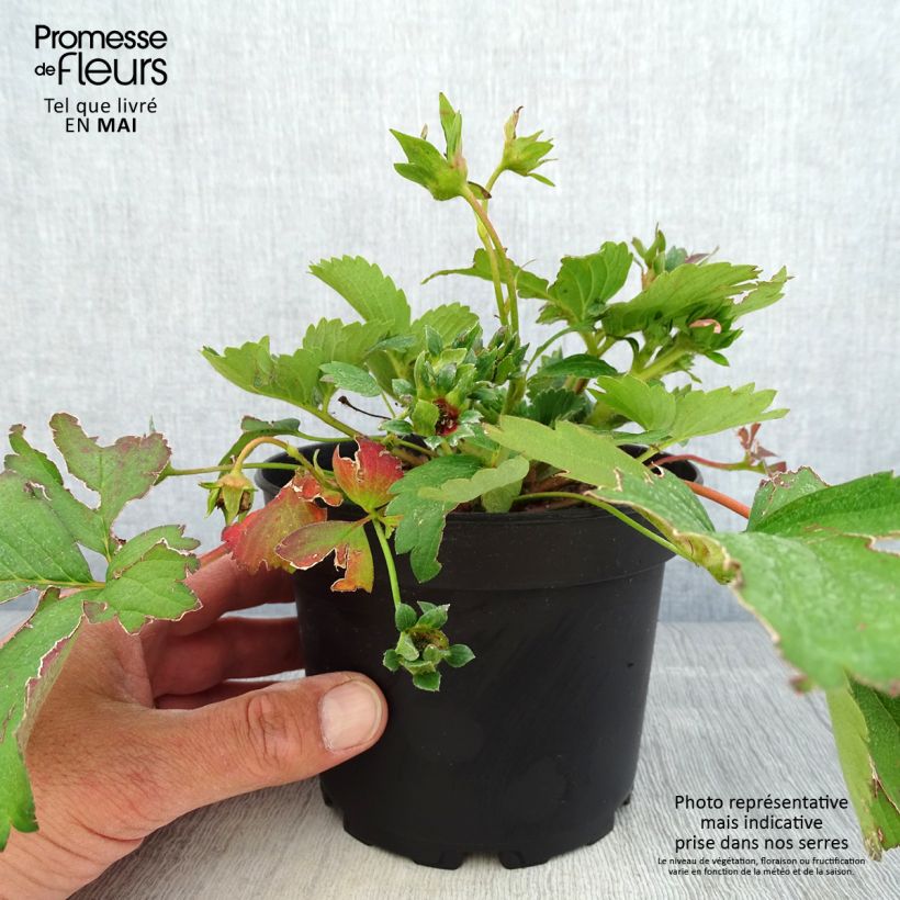 Exemplaar van Fragaria vesca Pink Marathon - Bosaardbei Pot van 1,5 l/2 l zoals geleverd in de lente