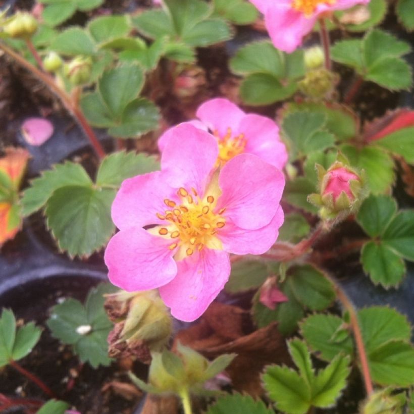 Fragaria Pink Panda - Aardbei (Plant habit)