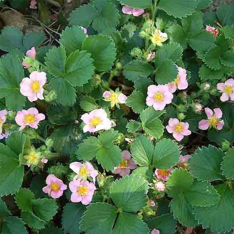 Fragaria Pink Panda - Aardbei (Flowering)