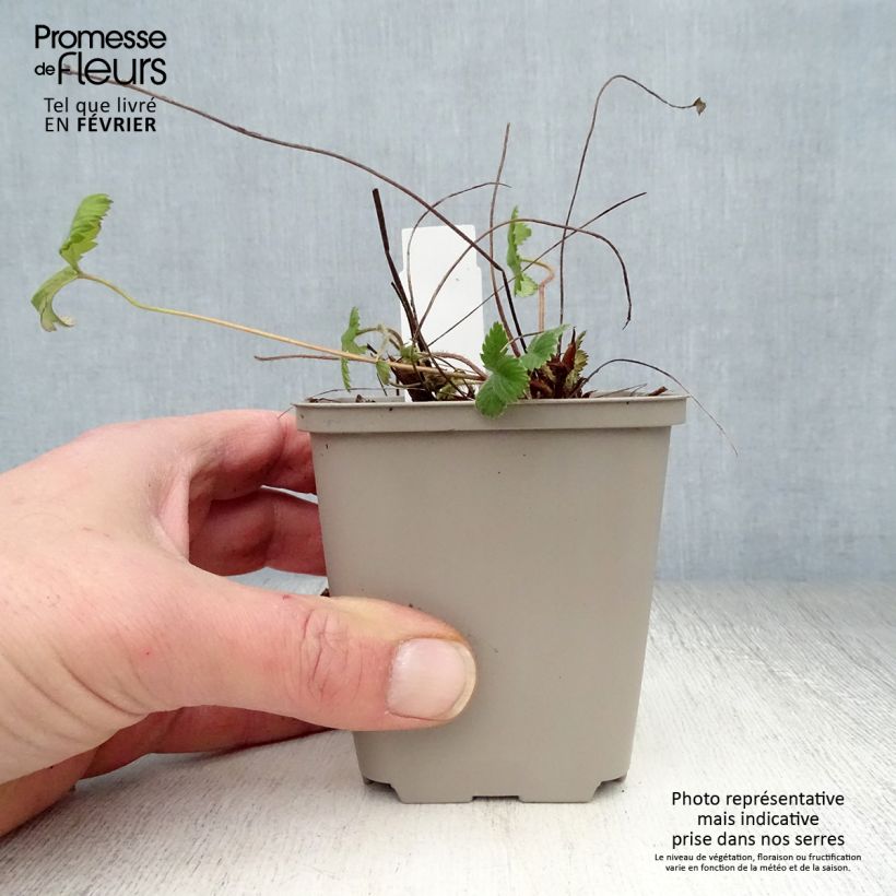 Example of Fragaria vesca - fraisier des bois Kweekpotje van 8/9 cm as you get in hiver
