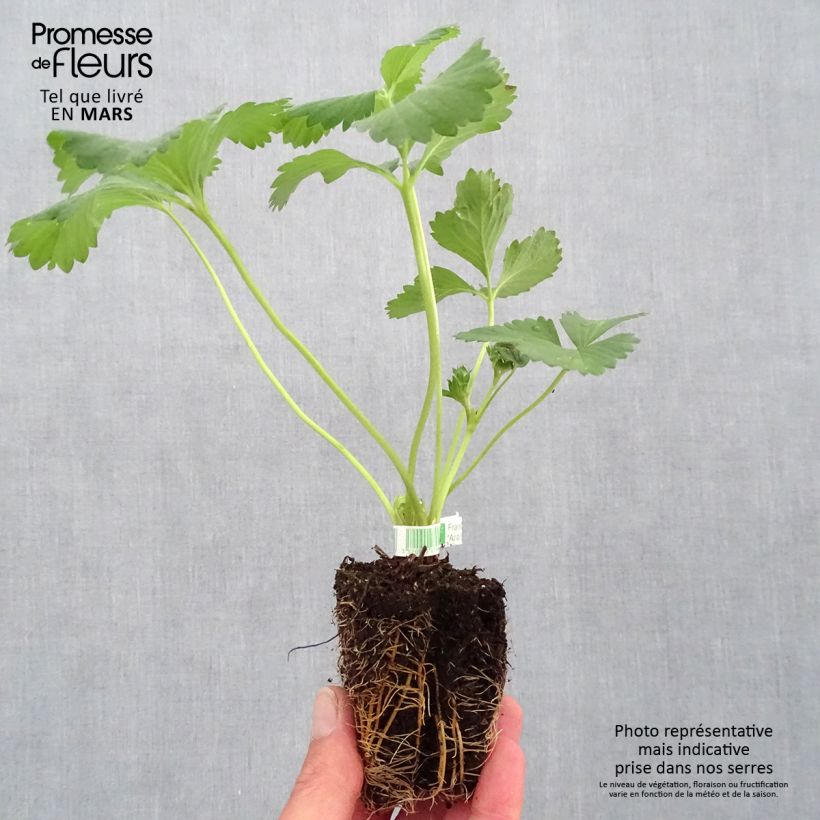 Exemplaar van Aardbei Anaïs BIO (doordragend) Wortelkluit van 5 cm x 7 cm zoals geleverd in de lente