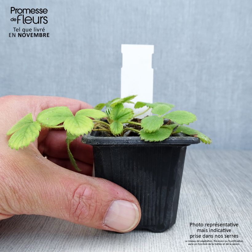 Exemplaar van Aardbei Anaïs (jonge planten in 7 cm kweekpotjes) Kweekpotje van 7/8 cm zoals geleverd in de herfst