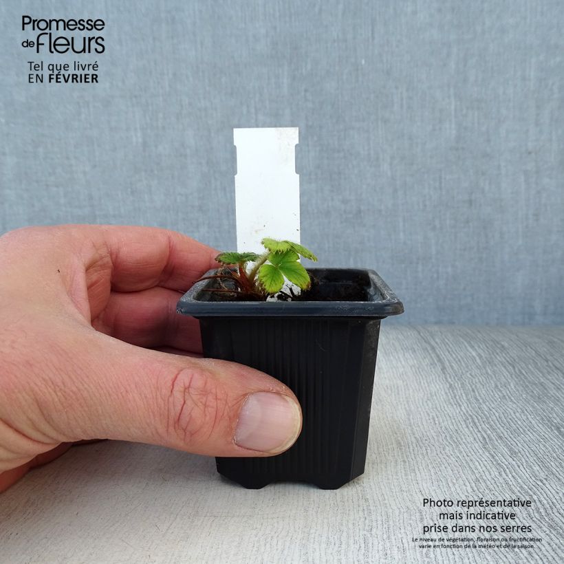 Exemplaar van Aardbei Anaïs (jonge planten in 7 cm kweekpotjes) Kweekpotje van 7/8 cm zoals geleverd in de winter