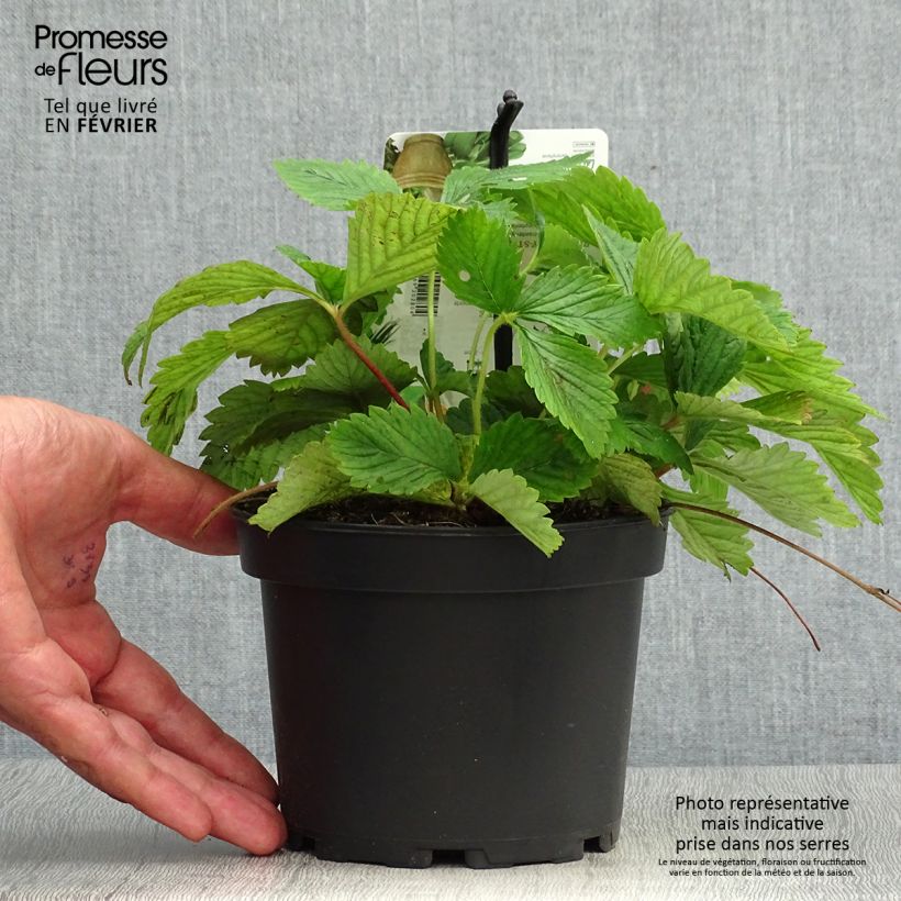 Exemplaar van Grote bosaardbei Capron Royal Pot van 1,5 l/2 l zoals geleverd in de herfst