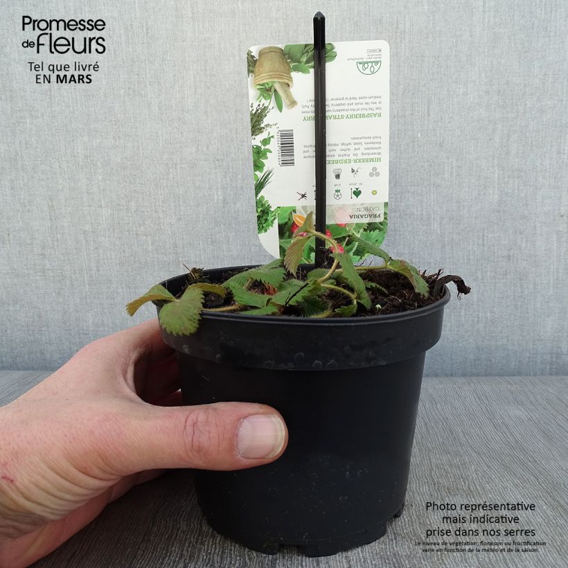 Exemplaar van Fraisier Capron - Fragaria moschata Pot van 1,5 l/2 l zoals geleverd in de winter
