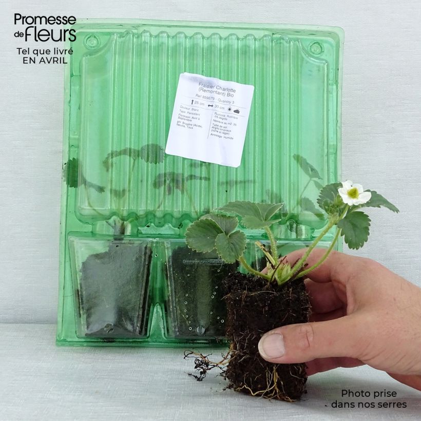 Exemplaar van Aardbei Charlotte BIO (doordragend) Wortelkluit van 5 cm x 7 cm zoals geleverd in de lente