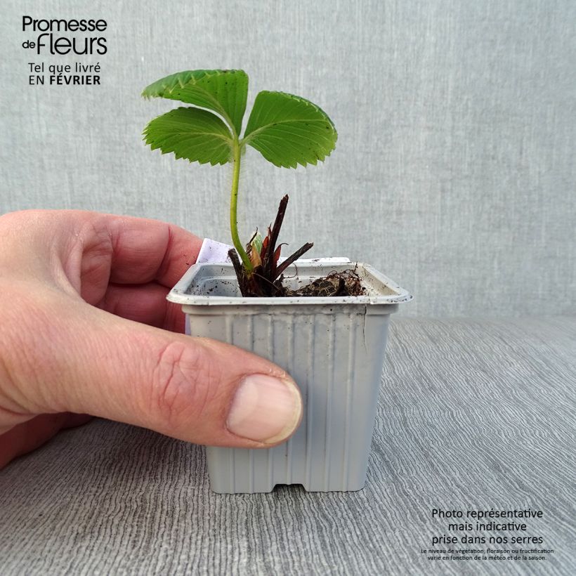 Exemplaar van Aardbei Ciflorette Kweekpotje van 7/8 cm zoals geleverd in de winter