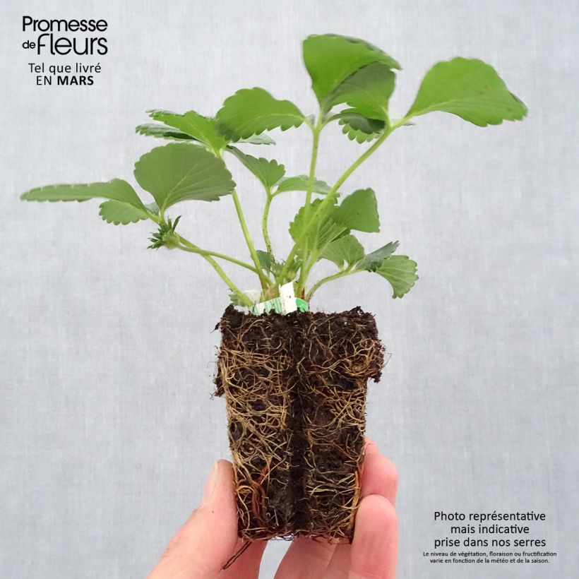 Exemplaar van Aardbei Cijosée BIO (doordragend) Wortelkluit van 5 cm x 7 cm zoals geleverd in de lente