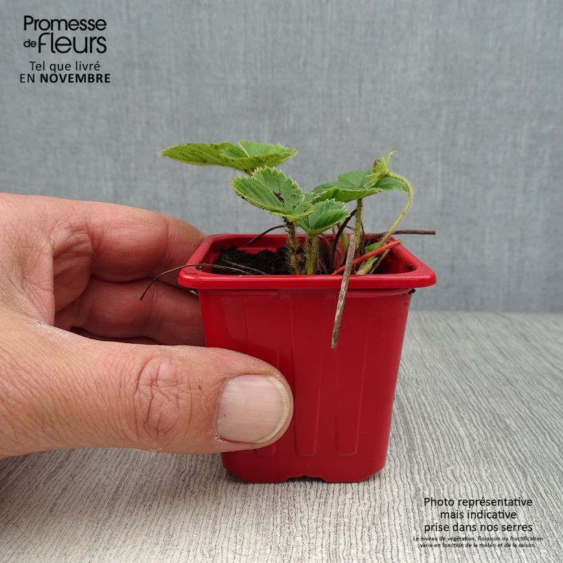 Exemplaar van Aardbei Cijosée (doordragend) Kweekpotje van 7/8 cm zoals geleverd in de herfst