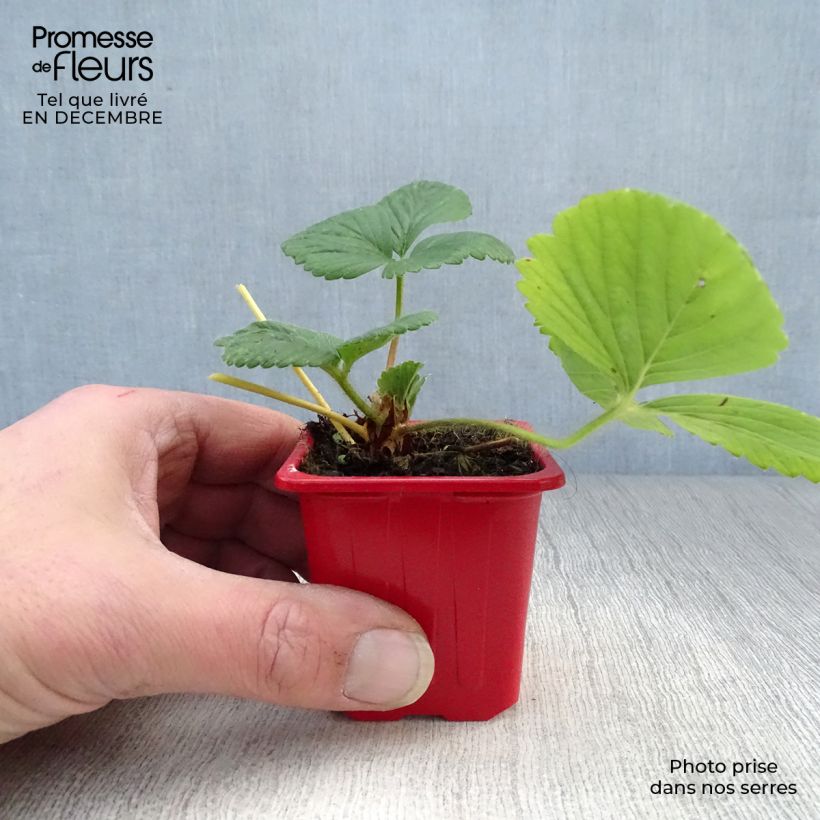 Exemplaar van Aardbei Cijosée (doordragend) Kweekpotje van 7/8 cm zoals geleverd in de winter