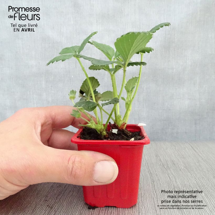 Exemplaar van Aardbei Cijosée (doordragend) Kweekpotje van 7/8 cm zoals geleverd in de lente