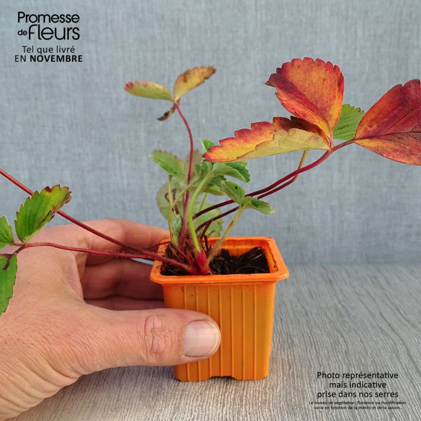 Exemplaar van Aardbei Cirafine (doordragend) Kweekpotje van 7/8 cm zoals geleverd in de herfst