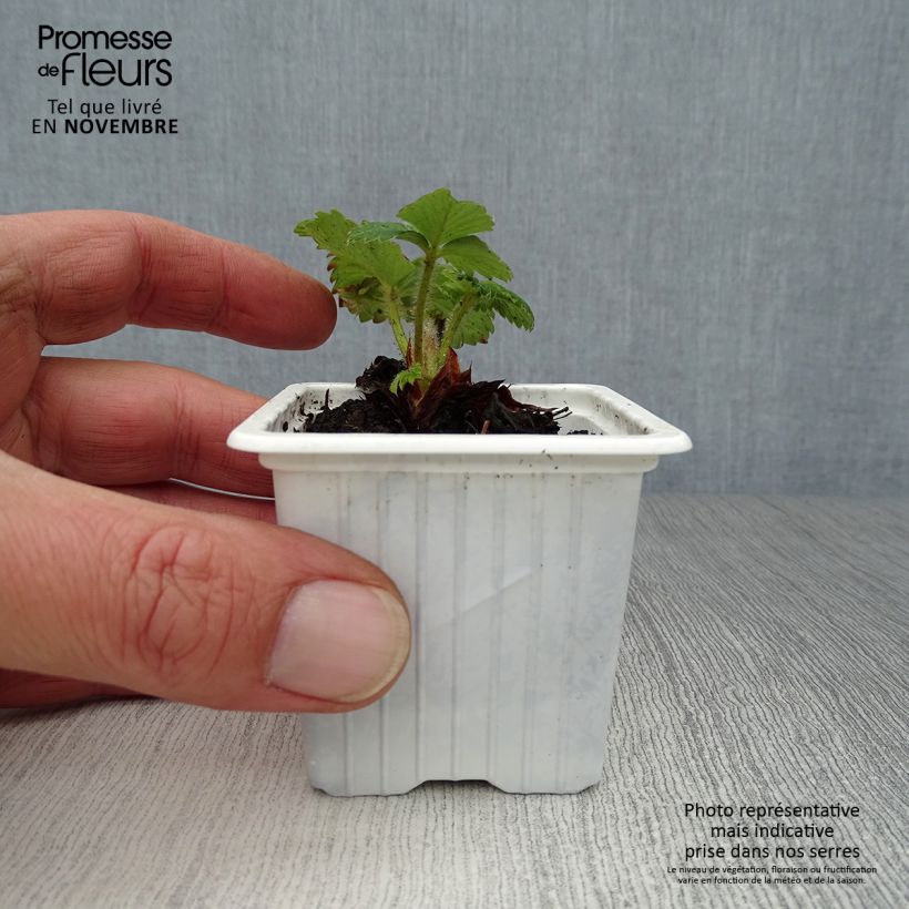 Exemplaar van Aardbei Cirano Kweekpotje van 7/8 cm zoals geleverd in de herfst
