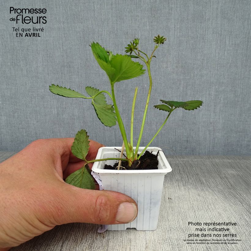 Exemplaar van Aardbei Cirano Kweekpotje van 7/8 cm zoals geleverd in de lente