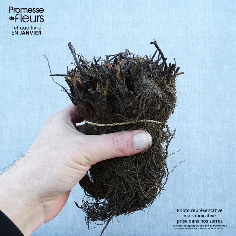 Exemplaar van Aardbei Gariguette Naakte wortel zoals geleverd in de winter