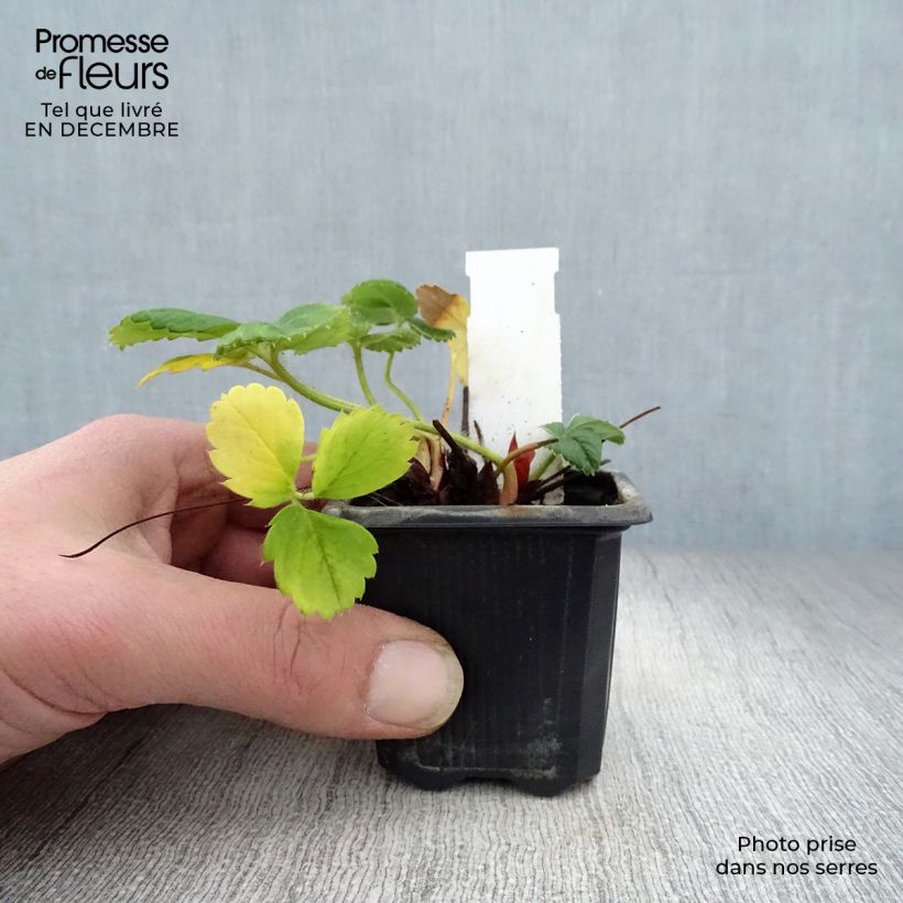 Exemplaar van Aardbei Gento (doordragend) Kweekpotje van 7/8 cm zoals geleverd in de winter