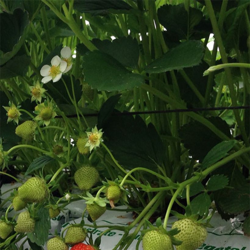 Aardbei Magnum Marionnet 97 (Blad)