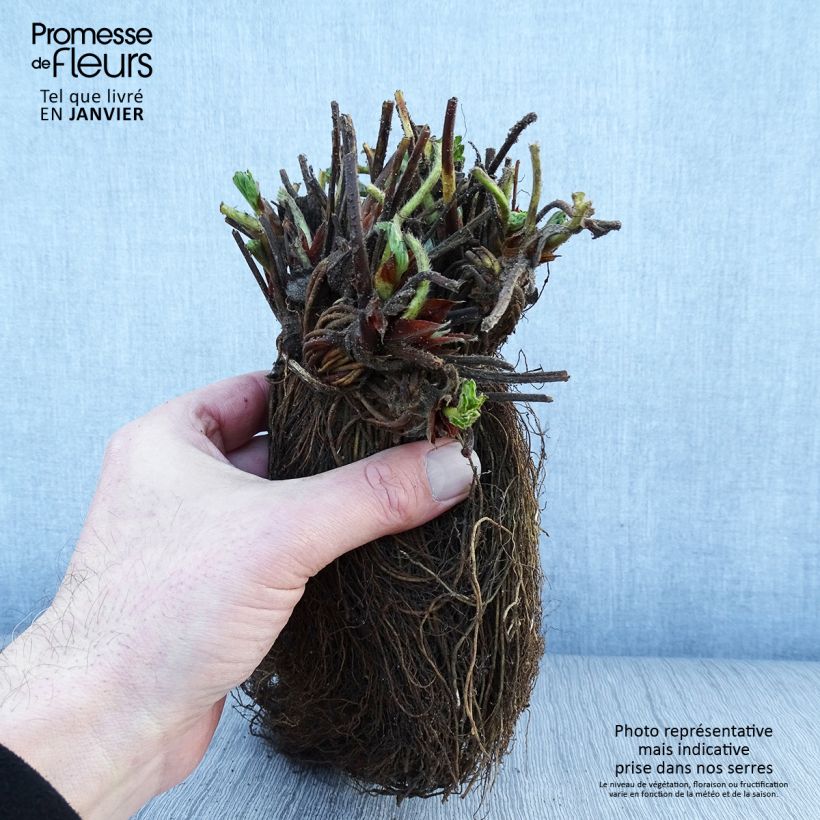 Exemplaar van Aardbei Magnum Marionnet 97 Naakte wortel zoals geleverd in de winter