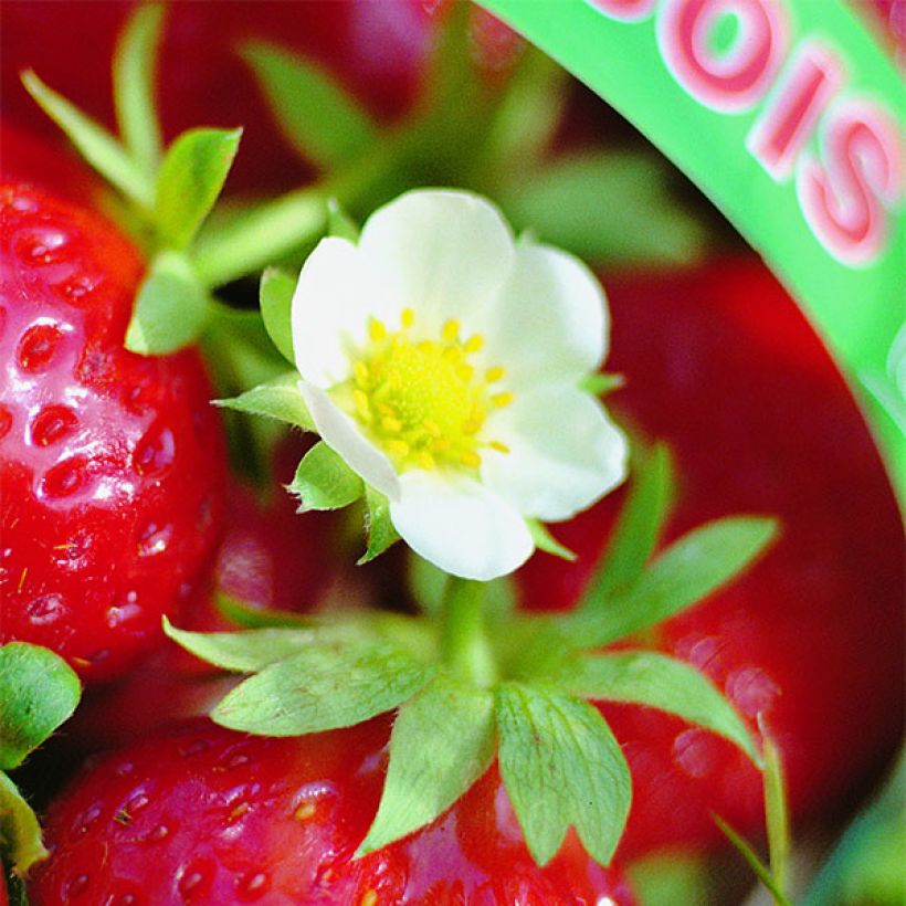 Aardbei Mara des Bois (doordragend) (Bloei)