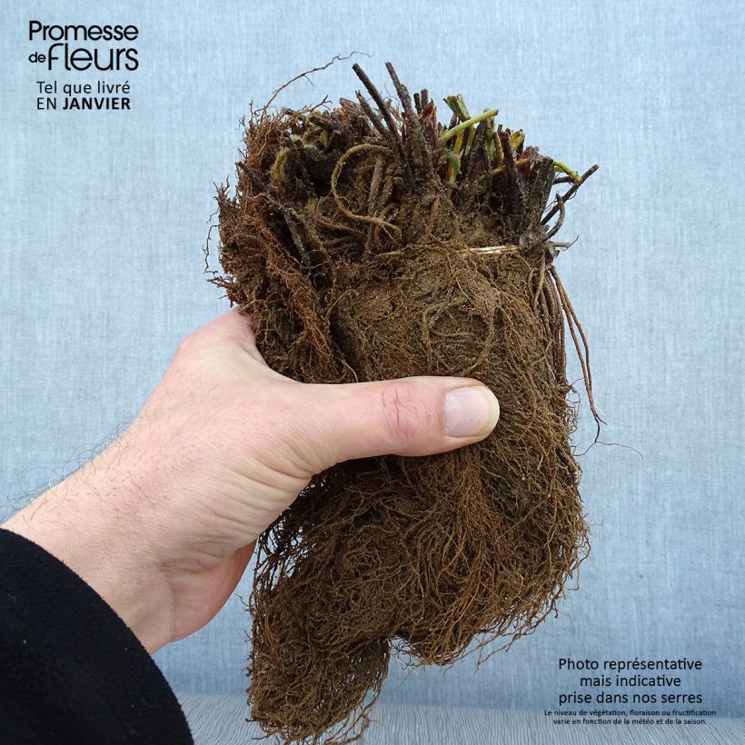 Exemplaar van Aardbei Mara des Bois (doordragend) Naakte wortel zoals geleverd in de winter