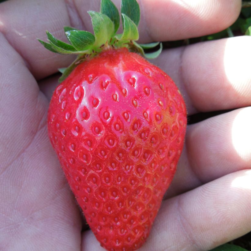 Aardbei Mariguette BIO (doordragend - jonge planten) (Oogst)